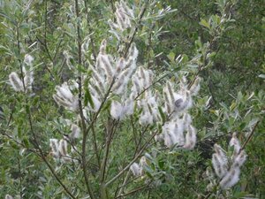 Salix lasiolepis Fruit